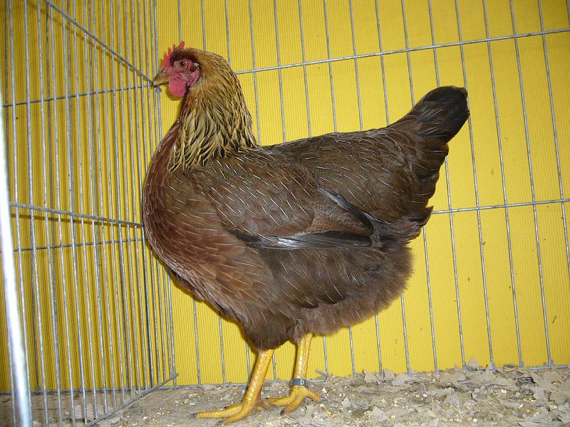 Hannover 2008 259.jpg - Welsumer orangefrabig von ZG Tote Preis HV 96 VHGW Med.